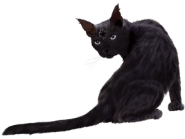 Black Cat Clipart - Free PNG