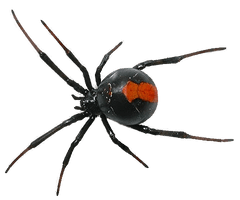 Spider Free Download Png