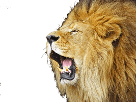 Roaring Lion File - Free PNG