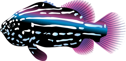 Ocean Fish Transparent - Free PNG