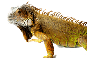 Iguana Picture - Free PNG