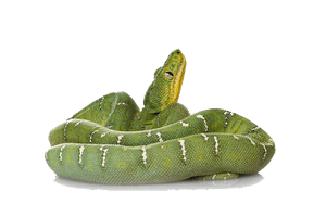 Green Snake File - Free PNG