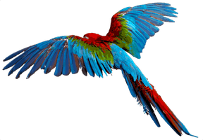 Flying Parrot Transparent Background - Free PNG