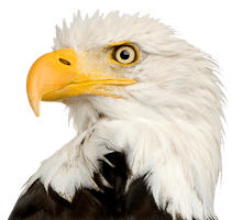 Eagle Head File - Free PNG