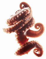 Octopus Tentacles Download HQ PNG