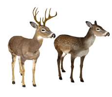 Whitetail Deer Head - Free PNG