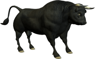 Bull Photo - Free PNG