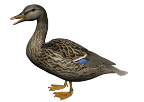 Duck Png 8