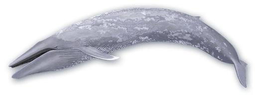 Blue Whale Photo - Free PNG