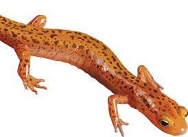 Salamander Clipart - Free PNG