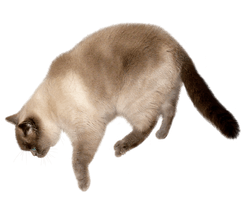 Cat Transparent Image - Free PNG