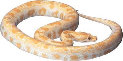 Snake Png Image Picture Download