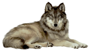 White Wolf - Free PNG