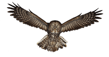 Owl Photos - Free PNG