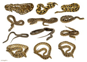 Snake Png Image Picture Download