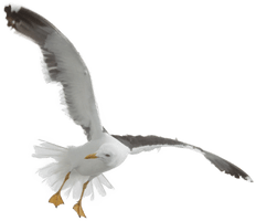 Ocean Birds PNG File HD