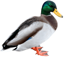 Duck Picture - Free PNG