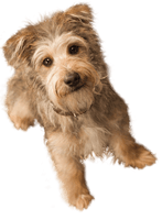 Dog Png Image Picture Download Dogs