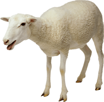 Sheep Free Download Png