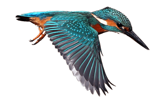 Kingfisher Download Free Image - Free PNG