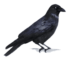 Crow Png