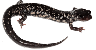 Salamander File - Free PNG