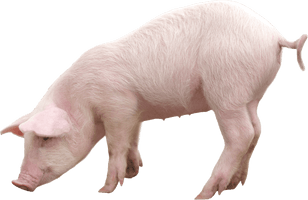 Pig Png Image