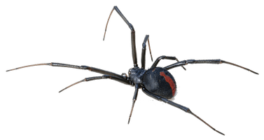 Black Widow Spider Transparent Background - Free PNG