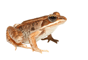 Frog Png 5