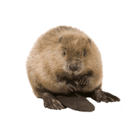 Beaver Transparent - Free PNG