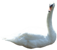 Swan File - Free PNG