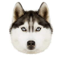 Husky Transparent Image - Free PNG