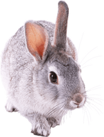 Rabbit Png Image