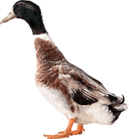 Duck Png Image