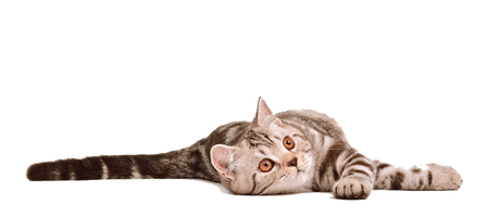 Cat Transparent Background - Free PNG