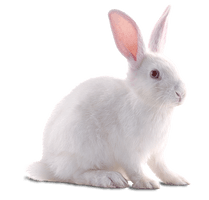 White Rabbit - Free PNG