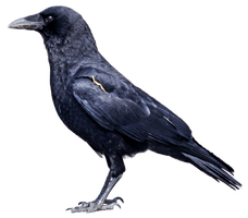 Raven Bird Photos - Free PNG