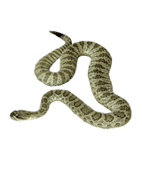 Snake Png Image Picture Download