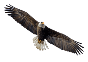 Flying Eagle Image - Free PNG