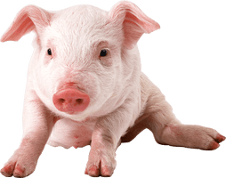 Pig Png Image