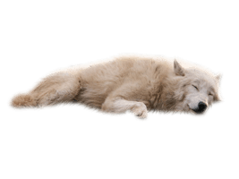 Wolves White Background Transparent - Free PNG