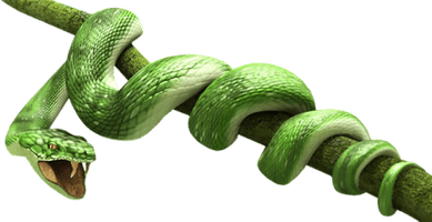 Snake High-Quality Png