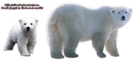 Polar Bear Transparent Background - Free PNG