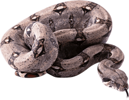 Snake Png Image Picture Download