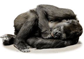 Gorilla File - Free PNG