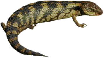 Lizard Clipart - Free PNG