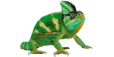 Chameleon Transparent Picture - Free PNG