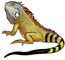 Iguana File - Free PNG