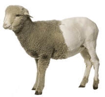 Sheep Png Image