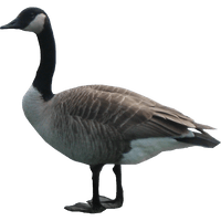 Goose Hd - Free PNG